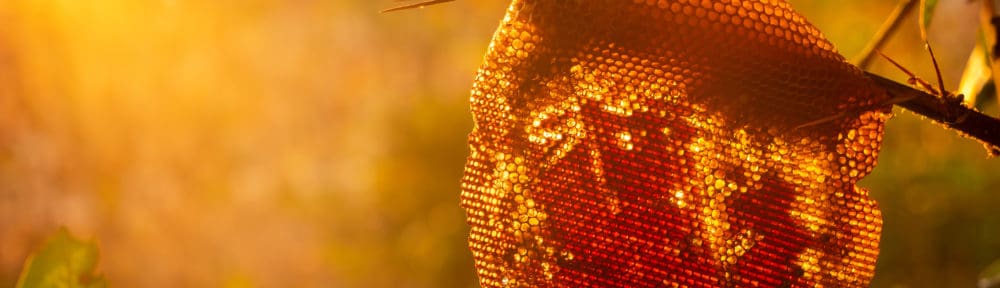 telehealth counseling in new jersey by Muffy Ruben represented by a beehive
