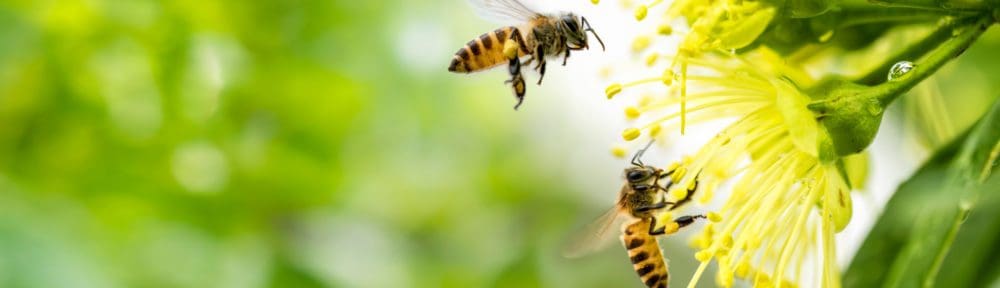 Muffy Ruben, a therapist in New Jersey, represented by bees pollinating a tree