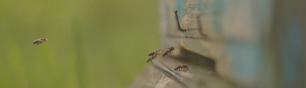 Depression Therapist in New Jersey represented by a bee