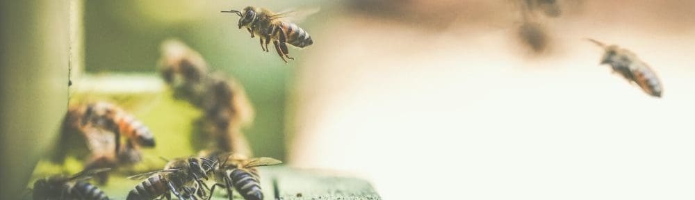 Lonely bee among others on a ledge to Grief Counseling in New Jersey