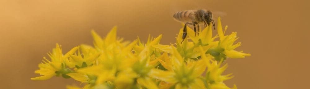 Bee on exotic yellow flowers, representing a Multicultural Counselor in New Jersey