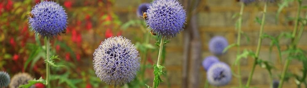 Worker bees pollenating purple, bulbous flowers, representing a Career Counselor in New Jersey