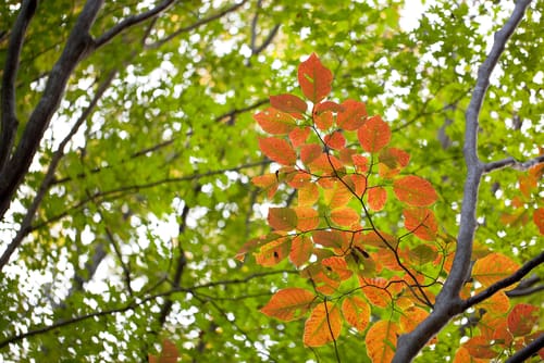 Early Signs of Autumn