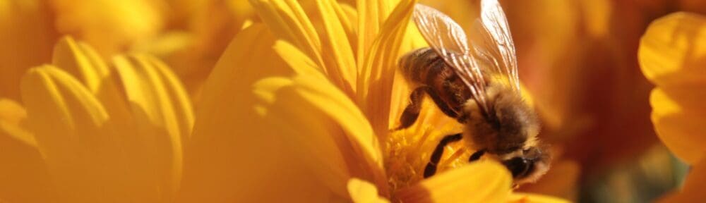 bee on yellow flowers representing an Interracial Couples Counselor in New Jersey