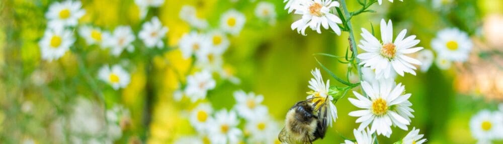 ADHD Therapist in New Jersey represented by a busy bee