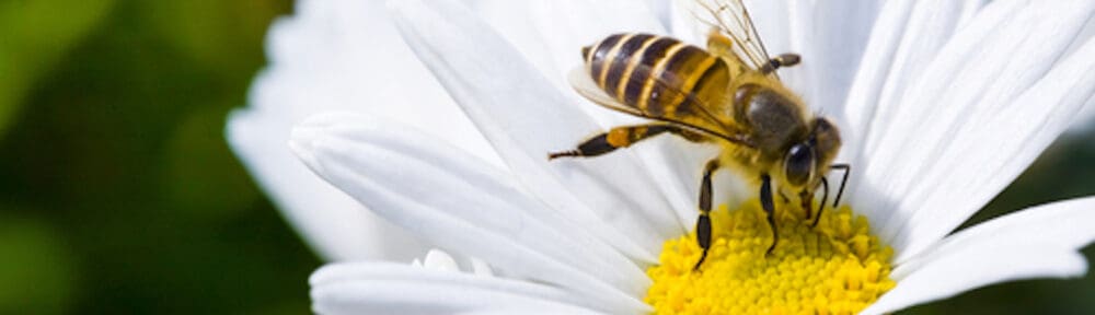 bee on a single daisy flower in maryland