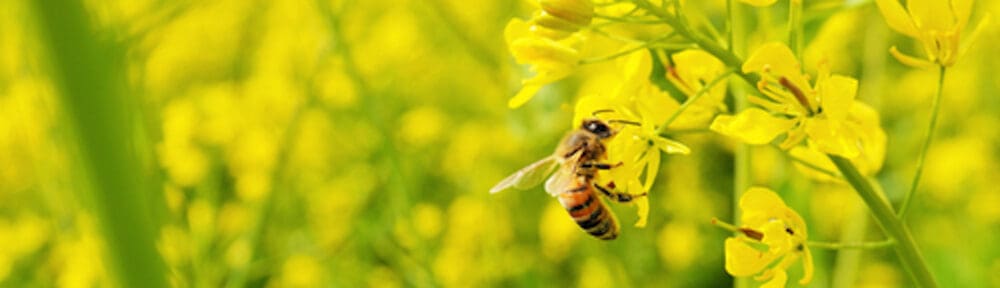 bees collecting nectar in washington