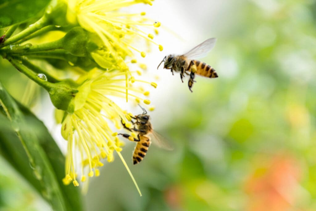 two bees pollinating flowers