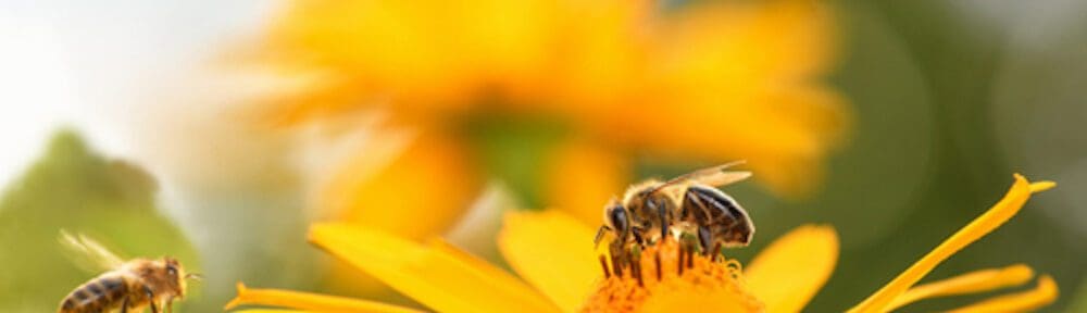 bees pollinating a flower